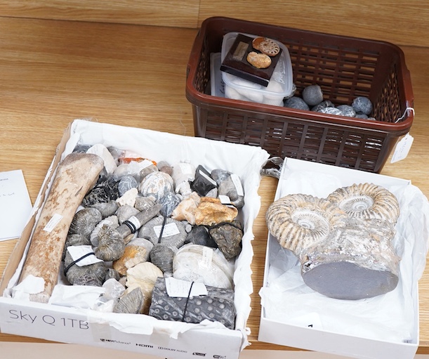 A collection of fossils, etc., including; echinoids, ammonites, fossilised tree fern sample, shells, grypia, a large bone, two large ammonites prepared on one matrix, etc.